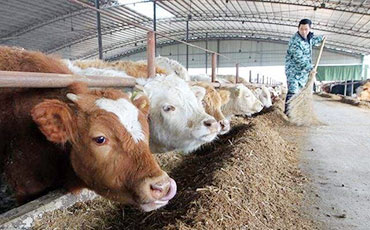 犢牛采食精料和粗飼料的重要性